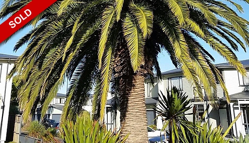 Botany Palms